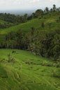 Bali - Jati Luwih Rice Terraces Royalty Free Stock Photo