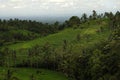 Bali - Jati Luwih Rice Terraces Royalty Free Stock Photo
