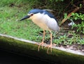 Bali Kingfisher Royalty Free Stock Photo