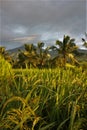 Bali landscape, Jatiluwih, rice fields, palm trees Royalty Free Stock Photo