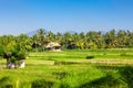 Bali lush green landscape scenery Royalty Free Stock Photo