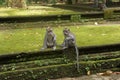 Bali 2 monkeys social encounter