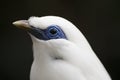 Bali Myna