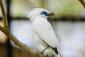 The Bali myna, also known as Rothschild`s mynah, Bali starling, or Bali mynah, locally known as jalak Bali Royalty Free Stock Photo