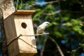 The Bali myna, also known as Rothschild`s mynah, Bali starling, or Bali mynah, locally known as jalak Bali Royalty Free Stock Photo