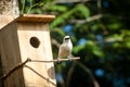 The Bali myna, also known as Rothschild`s mynah, Bali starling, or Bali mynah, locally known as jalak Bali Royalty Free Stock Photo