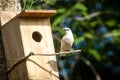 The Bali myna, also known as Rothschild`s mynah, Bali starling, or Bali mynah, locally known as jalak Bali Royalty Free Stock Photo