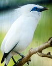The Bali myna, also known as Rothschild`s mynah, Bali starling, or Bali mynah, locally known as jalak Bali Royalty Free Stock Photo