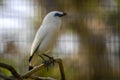 The Bali myna, also known as Rothschild`s mynah, Bali starling, or Bali mynah, locally known as jalak Bali Royalty Free Stock Photo