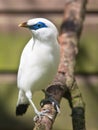 Bali myna or Bali Starling Royalty Free Stock Photo