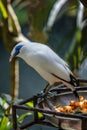 Bali myna or Bali starling, Bali Island, Indonesia Royalty Free Stock Photo