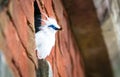 Bali myna bird Leucopsar rothschildi Royalty Free Stock Photo