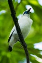 Bali Starling, awesome side shot portrait Royalty Free Stock Photo