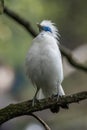 Bali myna bird in the branch Royalty Free Stock Photo