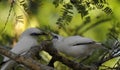 Bali myna bird feeding its birdling Royalty Free Stock Photo