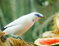 The Bali Myna bird Leucopsar rothschildi, also known as Rothschild`s Mynah, Bali Starling, or Bali Mynah Royalty Free Stock Photo