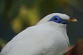 The Bali Myna bird Leucopsar rothschildi, also known as Rothschild`s Mynah, Bali Starling, or Bali Mynah Royalty Free Stock Photo