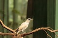 Bali myna bird Leucopsar rothschildi Royalty Free Stock Photo