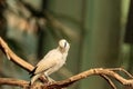 Bali myna bird Leucopsar rothschildi Royalty Free Stock Photo