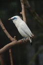 A bali myna bird (Leucopsar rothschildi) perched on a tree branch Royalty Free Stock Photo