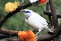 Bali Myna bird Royalty Free Stock Photo