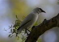 A bali myna bird watching its sorrounding Royalty Free Stock Photo