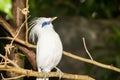 Bali Myna Royalty Free Stock Photo