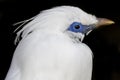 Bali myna Royalty Free Stock Photo