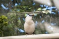 Bali myna