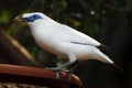 Bali myna Leucopsar rothschildi Royalty Free Stock Photo