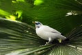 The Bali myna Leucopsar rothschildi, also known as Rothschild`s mynah, Bali starling, or Bali mynah, locally known as jalak Bal Royalty Free Stock Photo