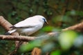 The Bali myna (Leucopsar rothschildi), also known as Rothschild's mynah Royalty Free Stock Photo