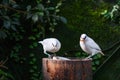 The Bali myna (Leucopsar rothschildi) Royalty Free Stock Photo