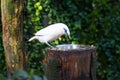 The Bali myna (Leucopsar rothschildi) Royalty Free Stock Photo