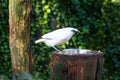 Bali myna (Leucopsar rothschildi) Royalty Free Stock Photo