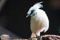 The Bali myna (Leucopsar rothschildi) Royalty Free Stock Photo