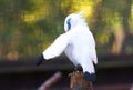 Bali myna