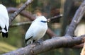 Bali myna