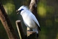 Bali myna