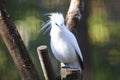 Bali myna