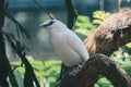 Bali Myna Leucopsar rothschildi or Jalak Bali. Endangered and endemic bird from Indonesia. Royalty Free Stock Photo