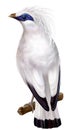 Bali Myna Royalty Free Stock Photo