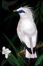 Bali Myna Leucopsar rothschildi Royalty Free Stock Photo