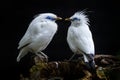 Bali myna starling, Leucopsar rothschildi, pair couple in the nature habitat. Bird love in forest, wildlife. Rothschild`s Mynah, Royalty Free Stock Photo