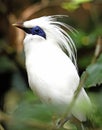 Bali mynah