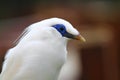 Bali Mynah Royalty Free Stock Photo