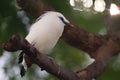 Bali Mynah Royalty Free Stock Photo