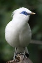 Bali Mynah Royalty Free Stock Photo