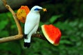 Bali mynah Royalty Free Stock Photo