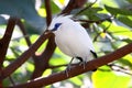 Bali Mynah